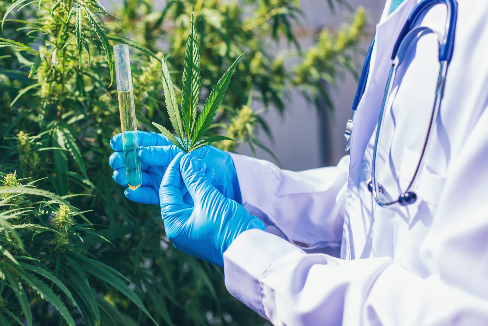 A Planta e a Ciência
